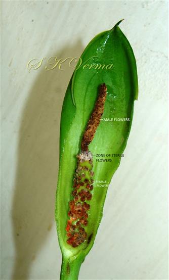  Spadix with spathe tube  cut vertically